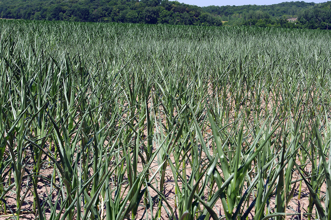 corn field affected by stress
